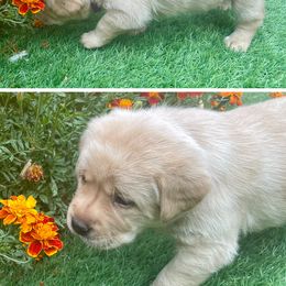Purple - Labrador Retriever puppy from Ruff Roads Labradors