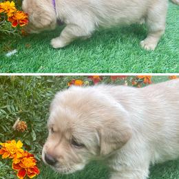 Purple - Labrador Retriever puppy from Ruff Roads Labradors