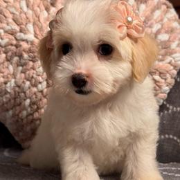 Samantha - Parti female Maltipoo puppy in Bakersfield, California from Silvia's Maltipoos