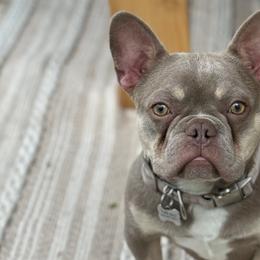 French Bulldogs from Black Diamond Frenchies