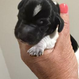 Pop - Piebald male Dachshund puppy in Brashear, Texas from Shepherds Run Miniature Dachshunds
