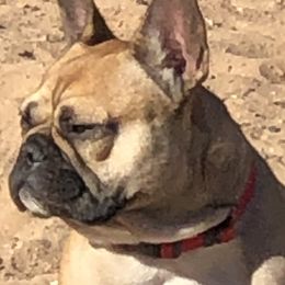 Izzy - French Bulldog