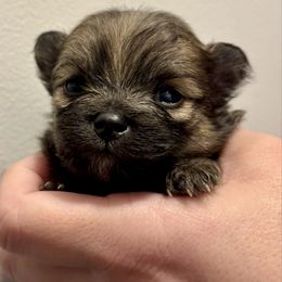 Ariel - Orange sable female Pomeranian puppy in Springfield, Missouri from Hope Mountain Pomeranians