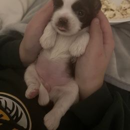 Shih Tzu Puppies from Cutshall Babies