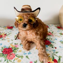 Ozzy - Red male Cavapoo puppy in San Antonio, Texas from Cariad Doodles