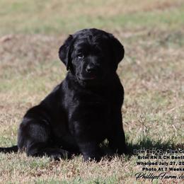 Brim Blue Collar Boy - Black male Labrador Retriever puppy in Point, Texas from Lakylu Kennels