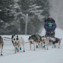 Siberian Huskies from Yukikaze Siberians