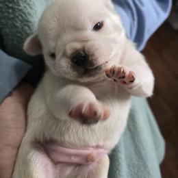 Boy 2 - White male Pug puppy in Auburn, Kentucky from Prentice Family Pugs