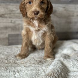 Onyx - Apricot male Goldendoodle puppy in Redmond, Oregon from Bourbon and Lace Doodles
