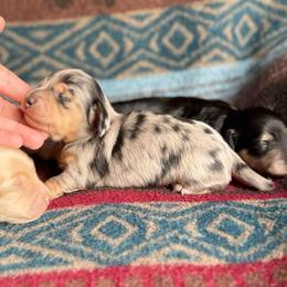 Chinook - Dapple male Dachshund puppy in Wichita, Kansas from Rustic Dachshunds