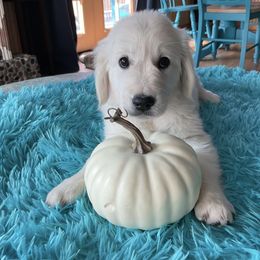 Girl 1 - Light golden Golden Retriever puppy in Butte, Montana from Snow Walker Goldens