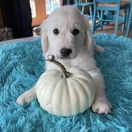 Girl 1 - Light golden Golden Retriever puppy in Butte, Montana from Snow Walker Goldens