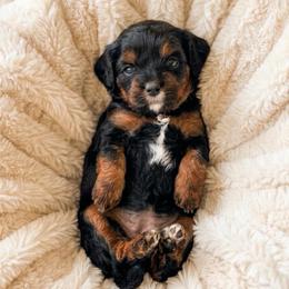 Stella - Black and tan female Cavapoo puppy in Salt Lake City, Utah from SunnySide Mini Doodles