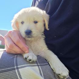 Baby Boy Dark Blue - Light golden male Golden Retriever puppy in Clarksville, Tennessee from 255 Goldens