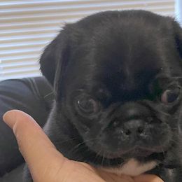 Pugs from Puppy Farm