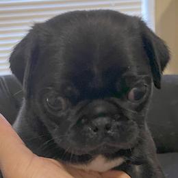 Pugs from Puppy Farm