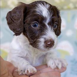 Fern - Chocolate female Dachshund puppy in Maynardville, Tennessee from Grecian Kennel