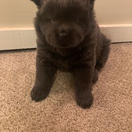 Chow Chow Puppies from Darling Chows