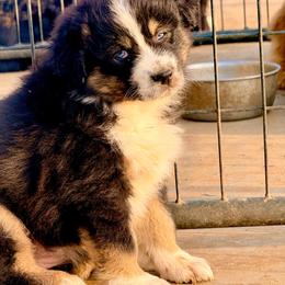 Veda - Black tri-color female Australian Shepherd puppy in Mineral Wells, Texas from A6 Australian Shepards