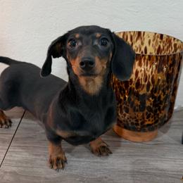Carla - Black and tan female Dachshund puppy in Waycross, Georgia from Southern Paws