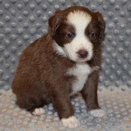 Miniature Australian Shepherds from A&S Aussies