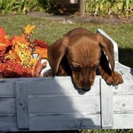 Dachshunds from BABS Lowriding Dachshunds