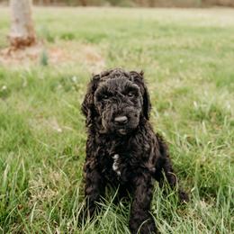 Curly Russell - Black male Labradoodle puppy in Orange, Virginia from Hillcrest Labradoodles