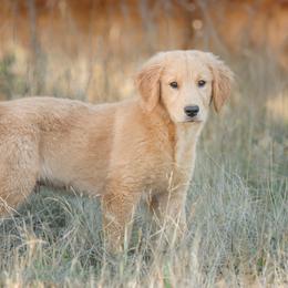 Widget - Golden male Golden Retriever puppy in Eugene, Oregon from Oregon's Oodles of poodles & doodles