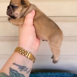 Odin - Fawn male French Bulldog puppy in Washington, Pennsylvania from Crooked Pine French Bulldogs