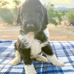 Poseidon - Parti male Poodle puppy in Meadowbrook, California from Standard Poodle Pups