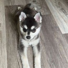 Alaskan Klee Kai Puppies from Lucky Charm Farms