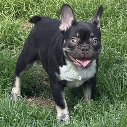 Goose - Tricolors male French Bulldog puppy in Snellville, Georgia from Felicia's French Bulldogs