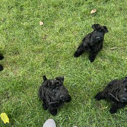 Kerry Blue Terrier Puppies from Costerra Kerry Blue Terriers