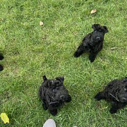 Kerry Blue Terrier Puppies from Costerra Kerry Blue Terriers