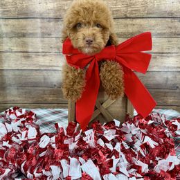 Chili - Red female Cockapoo puppy in Beresford, South Dakota from DAKOTA DOOD RANCH