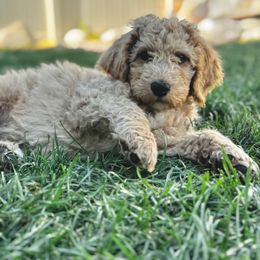 Goldendoodle Puppies from Peach Blossom Pups