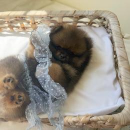 Little Walnut - Orange sable male Pomeranian puppy in Sacramento, California from Carousel Poodles & Pomeranians