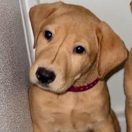 Puppy  cranberry collar - Yellow female Labrador Retriever puppy in San Diego County, California from Sandra Stembridge's Labrador Retrievers