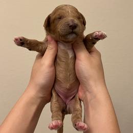 Goldendoodle puppies from Little Potatoes