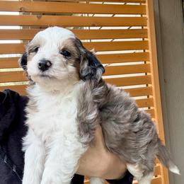 Glacier - Merle male Sheepadoodle puppy in Roseburg, Oregon from Sharon’s Sheepadoodle’s