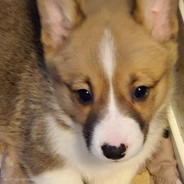 Purple Precious - Sable female Pembroke Welsh Corgi puppy in Shelton, Washington from Gingersnap Pembroke Welsh Corgis