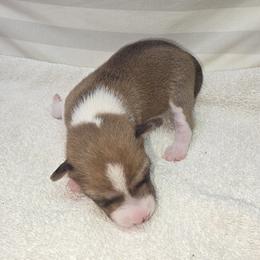 Duke - Red and white male Basenji puppy in Caldwell, Texas from Becker's Basenjis