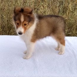 Shetland Sheepdog Puppies from MESA Shelties