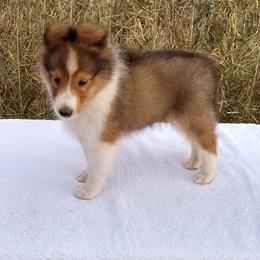 Shetland Sheepdog Puppies from MESA Shelties