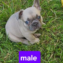 1 - Blue fawn male French Bulldog puppy in Lansing, Michigan from Black Thunder 517 Dachshunds and frenchies