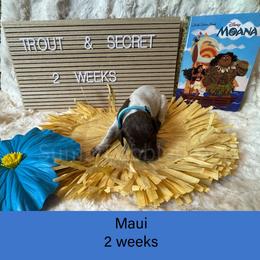Maui - Liver roan male German Shorthaired Pointer puppy in Marshfield, Missouri from Pebblebrook German Shorthaired Pointers