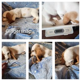 Gingersnap - Red and white male Basset Hound puppy in Mill Springs, North Carolina from Mountain View Basset Hounds