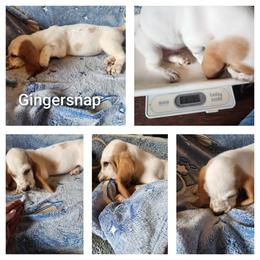 Gingersnap - Red and white male Basset Hound puppy in Mill Springs, North Carolina from Mountain View Basset Hounds