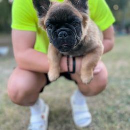 French Bulldog Puppies from Frenchie Love Bugs
