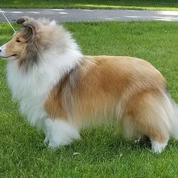 Bunny - Shetland Sheepdog